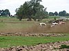 DSC06116.JPG